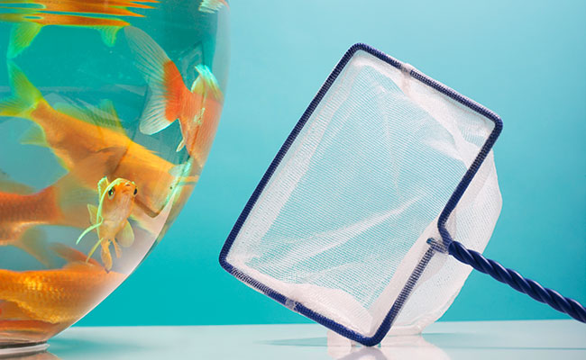 Aquarium net next to fish bowl on table