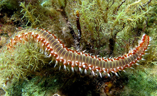 Bearded fireworm feeding