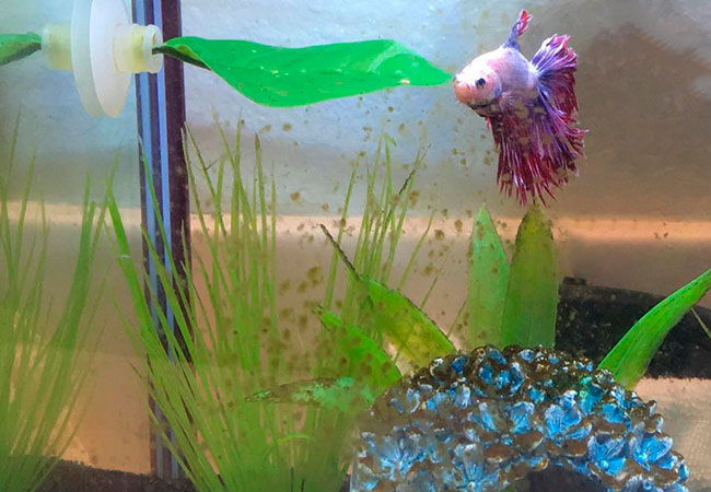 Betta in tank with brown algae coating fake plants and ornaments