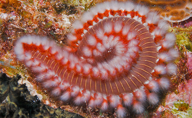 Bristle worm resting on live rock in reef aquarium
