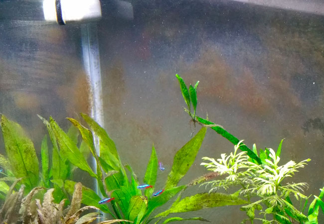 Brown algae covering aquarium glass and plants