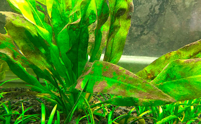 brown algae in planted aquarium