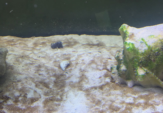 Brown algae on sand substrate in tank