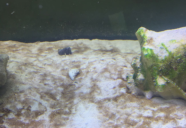 Brown Algae in Fish Tank & How to Get Rid of It - Brown Algae On SanD Substrate In Tank