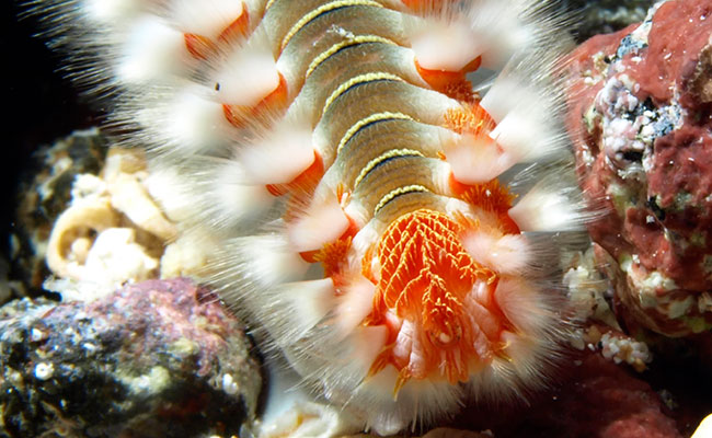 close up on the fine hairs either side of the segmented body of a bristle worm