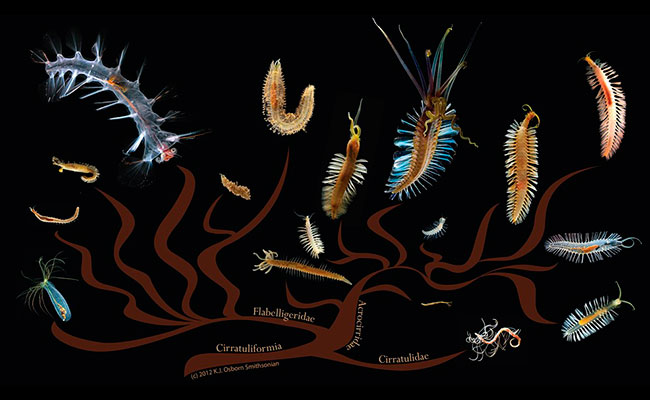Different types of bristle worms in the Polychaete family