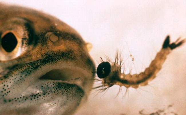 Fish with mouth open about to eat wriggling mosquito larvae as food