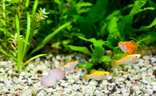 Fish eating slow release fish food vacation blocks at the bottom of fish tank