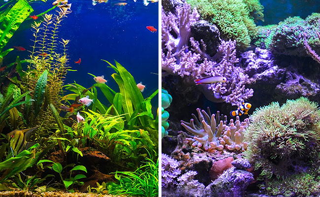 Saltwater vs freshwater aquarium