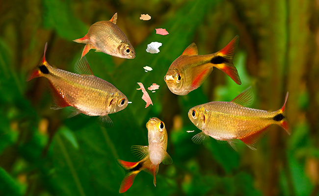 Tetra aquarium fish eating a meal of freeze dried blood worms and mosquito larvae in their aquarium