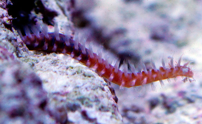 Common bristle worm coming out of a crack in a rock to eat
