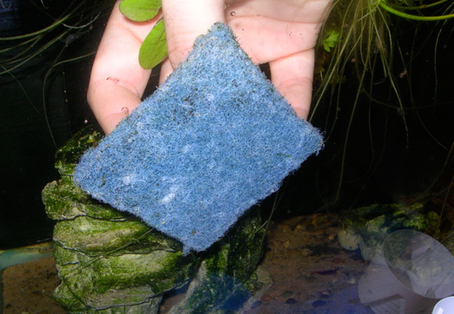 Hand wiping down brown algae on aquarium glass with sponge