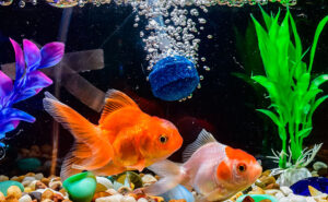 Aquarium Bubblers: Are They Necessary? [Answered]