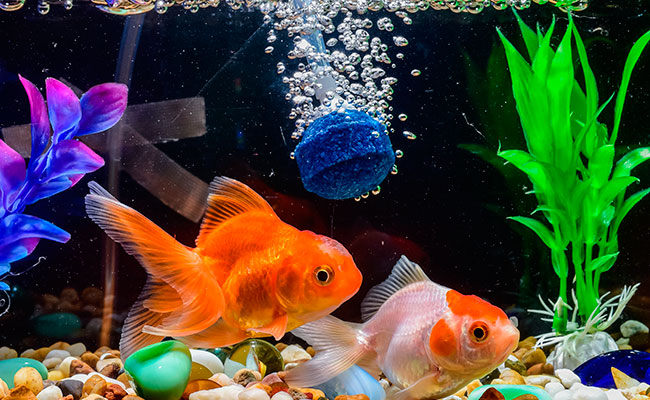 Aquarium bubbler airstone in goldfish tank