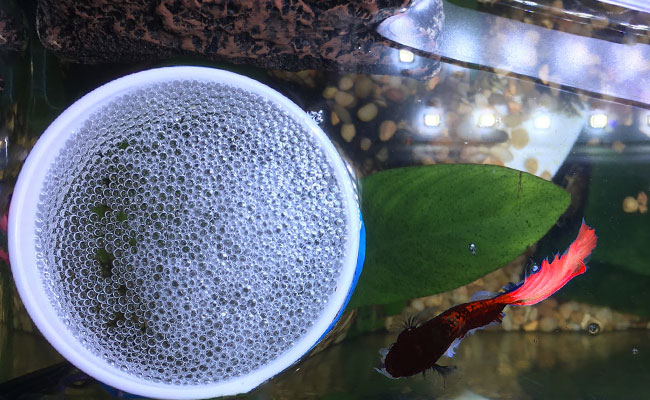 Betta using a fish feeding ring to make a bubble nest in aquarium