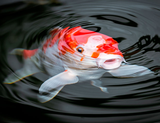 Fish gasping for air at surface of water due to lack of oxygen