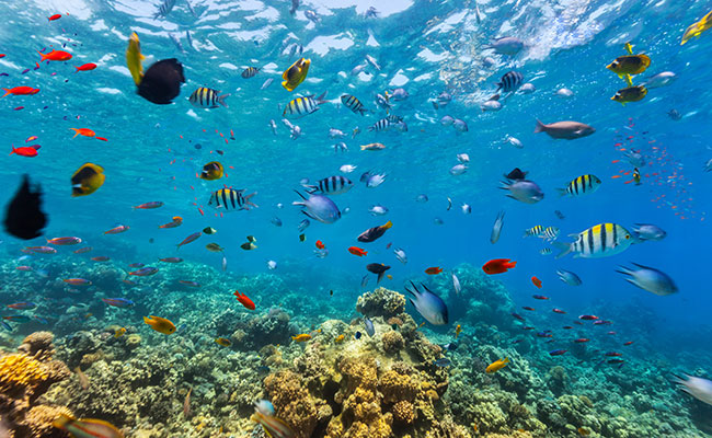 Fish swimming on reef with crystal clear salt water