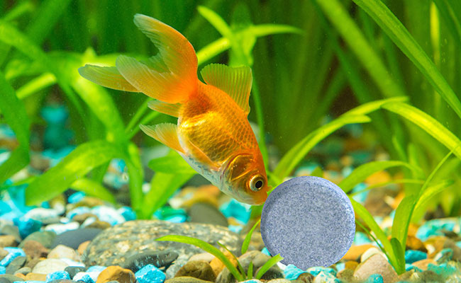 Gold fish eating slow relase fish food feeder block inaquarium