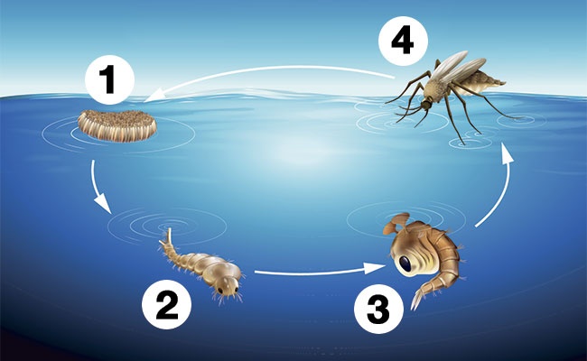 Mosquito life cycle and when fish can eat them as food diagram