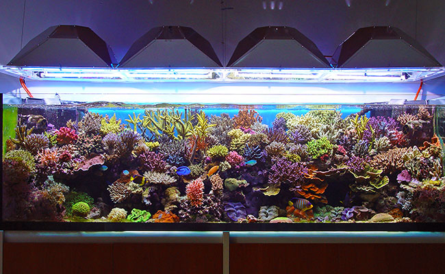 Saltwater marine reef tank