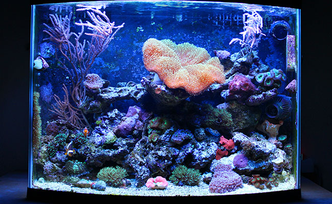 Saltwater nano reef aquarium