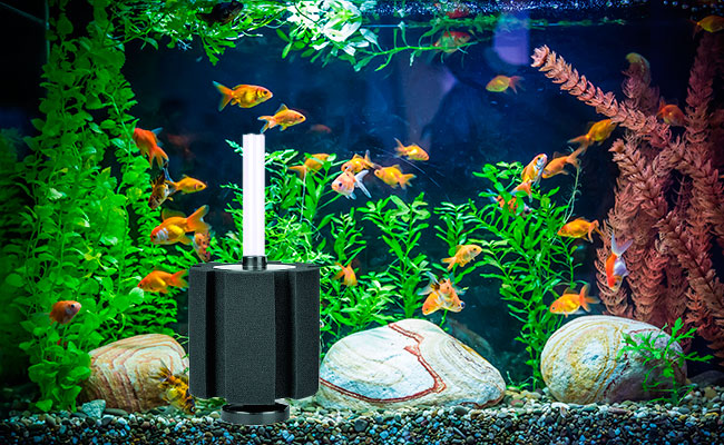 Sponge filter sitting in small aquarium with goldfish