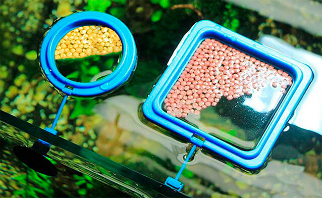 Square fish feeding ring and round fish feeding ring floating in aquarium with fish food inside