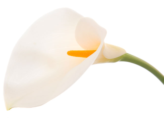 The cala lily flower that a lily pipe resembles