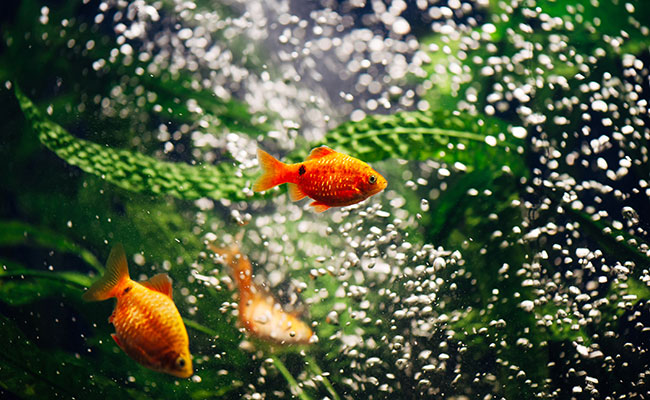 2 x 30cm/12" BAR AIRSTONE aquarium fish tank pond bubble air action Aqua Nova 