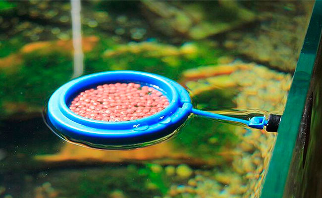 Floating fish food pellets sitting inside feeding ring attached to aquarium glass