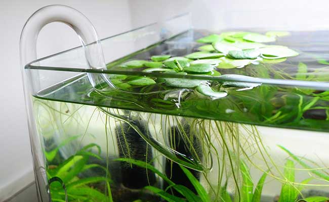 Glass lily pipe outflow sitting inside planted tank