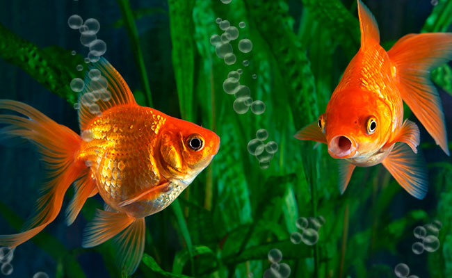 Two Goldfish swimming in oxygenated water in aquarium