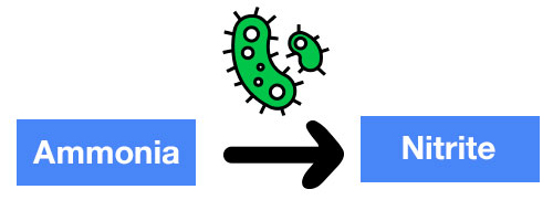 Ammonia turned into nitrite by bacteria diagram