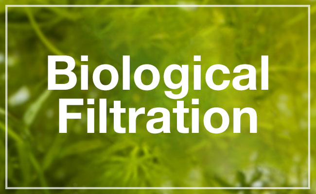 Biological filtration header image