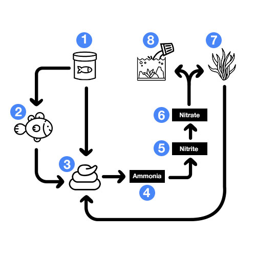 The complete aquarium nitrogen cycle flowchart diagram