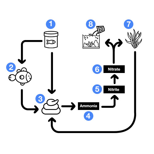 nitrogen cycle aquarium