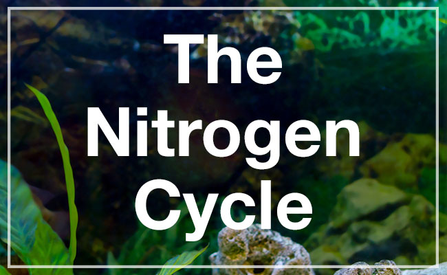 The nitrogen cycle featured image