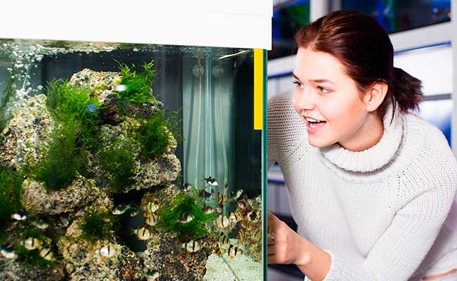 Woman looking into aquarium at fish store with an airline tube inside tank