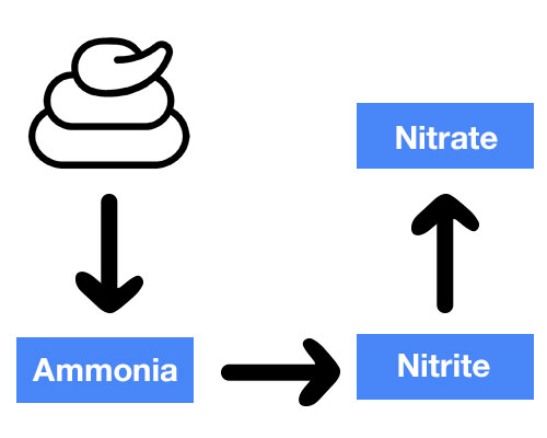 Ammonia nitrate and nitrite from aquarium waste diagram