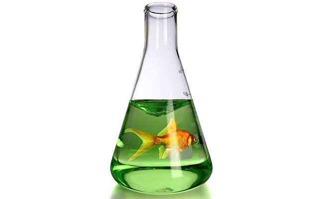 Goldfish swimming inside chemistry flask