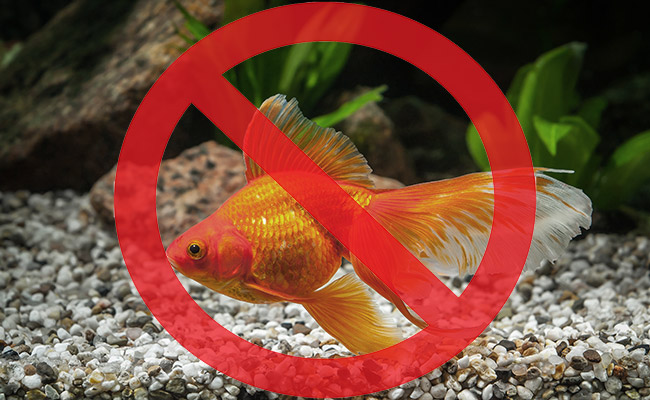 Is a Fish the Right Pet for You? 7 Reasons Why It Might Not Be - FishLab