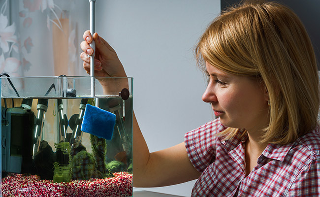 Woman cleaning fish tank with algae scraper