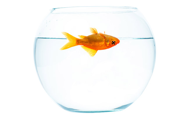 Goldfish floating upside down dead inside fish bowl