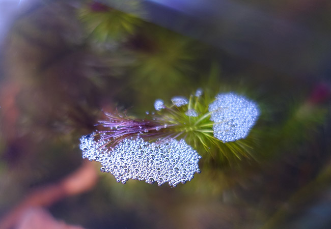 Air bubbles floating on top of water surface attached to plant
