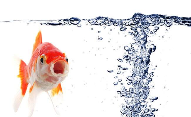 Goldfish looking at bubbles on top of water in brand new aquarium