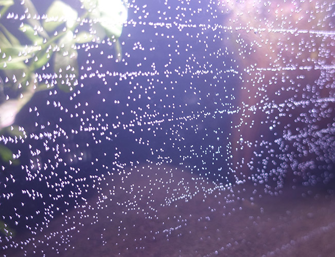 Lines of air bubbles on the glass of a newly setup aquarium