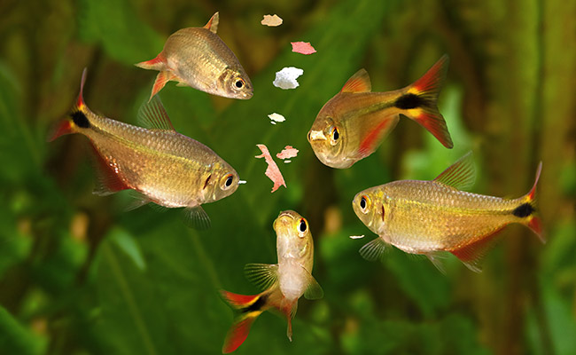 A group of tetra freshwater fish eating flakes of food in an aquarium