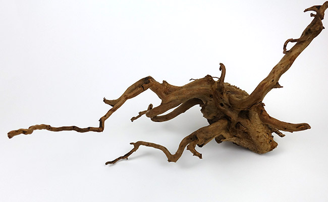 A plain piece of spiderwood used as driftwood in aquarium