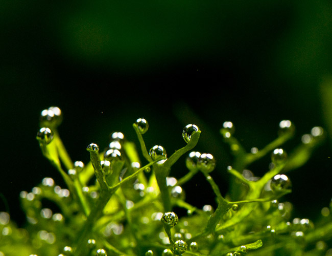 Air bubbles forming on the leaves of a plant under water in aquarium