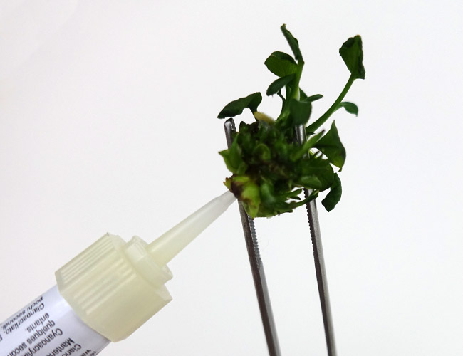Applying super glue to an aquarium plant held with forceps